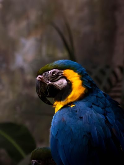 Vibrant blue and yellow macaw parrot portrait by Pablo Fdez